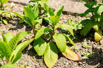 Pokeweed or Phytolacca Americana plant in Saint Gallen in Switzerland 13.6.25