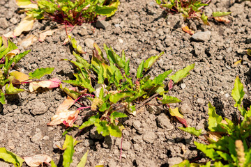 Goosefoot or Blitum Capitatum plant in Saint Gallen in Switzerland 13.6.25