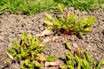 Goosefoot or Blitum Capitatum plant in Saint Gallen in Switzerland 13.6.25