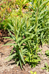 Milky loosestrife or Lysimachia Ephemerum plant in Saint Gallen in Switzerland 13.6.25