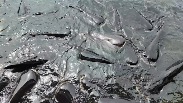 Catfish crowd together in thick, murky water, thrashing and twisting in a frenzy near the surface
