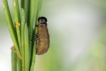 Larva of Common asparagus beetle, Crioceris asparagi on an asparagus twig. Space left for placement.