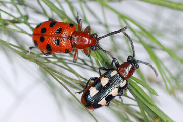 Two species of dangerous asparagus pests: Spotted Asparagus Beetle (Crioceris duodecimpunctata) and Common asparagus beetle (Crioceris asparagi).