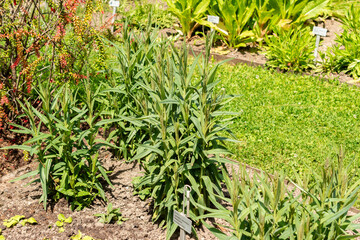Milky loosestrife or Lysimachia Ephemerum plant in Saint Gallen in Switzerland 13.6.25