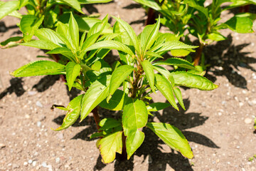 Garden balsam or Impatiens Balsamina plant in Saint Gallen in Switzerland 13.6.25