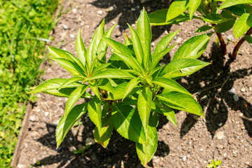Garden balsam or Impatiens Balsamina plant in Saint Gallen in Switzerland 13.6.25