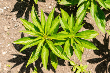 Garden balsam or Impatiens Balsamina plant in Saint Gallen in Switzerland 13.6.25
