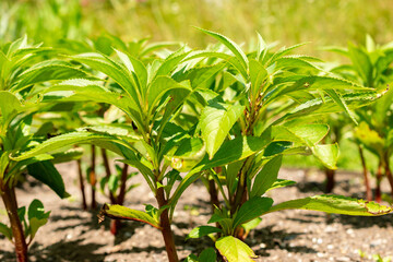 Garden balsam or Impatiens Balsamina plant in Saint Gallen in Switzerland 13.6.25