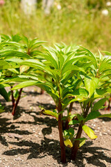 Garden balsam or Impatiens Balsamina plant in Saint Gallen in Switzerland 13.6.25
