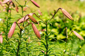 Lilium Leucanthum plant in Saint Gallen in Switzerland 13.6.25