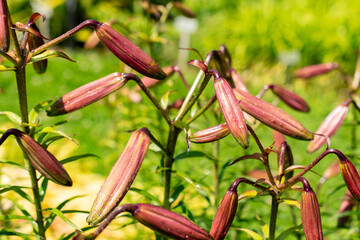 Lilium Leucanthum plant in Saint Gallen in Switzerland 13.6.25
