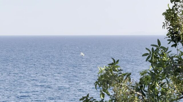 White boat in the sea and tree foliage