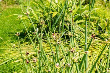 Bulb onion or Allium Cepa plant in Saint Gallen in Switzerland 13.6.25