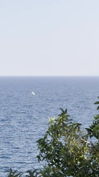 White boat in the sea and tree foliage