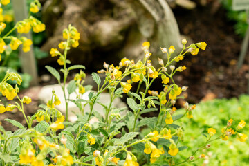 Hermannia Incana plant in Saint Gallen in Switzerland 13.6.25