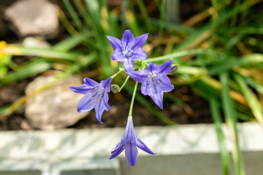 Grassnut or Triteleia Laxa plant in Saint Gallen in Switzerland 13.6.25