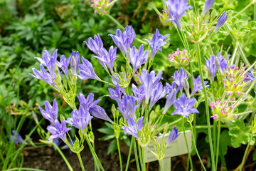 Grassnut or Triteleia Laxa plant in Saint Gallen in Switzerland 13.6.25