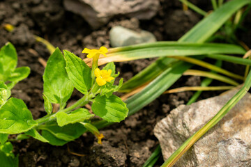 Mimulus Jungermannioides plant in Saint Gallen in Switzerland 13.6.25