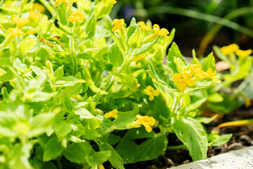 Mimulus Jungermannioides plant in Saint Gallen in Switzerland 13.6.25