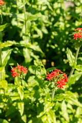Jerusalem cross or Lychnis Chalcedonica plant in Saint Gallen in Switzerland 13.6.25