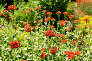 Jerusalem cross or Lychnis Chalcedonica plant in Saint Gallen in Switzerland 13.6.25