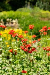 Jerusalem cross or Lychnis Chalcedonica plant in Saint Gallen in Switzerland 13.6.25
