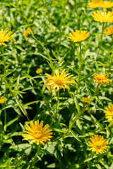 Ox eye or Buphthalmum Salicifolium plant in Saint Gallen in Switzerland 13.6.25