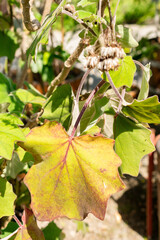 Californian geranium or Senecio Petasitis plant in Saint Gallen in Switzerland 13.6.25