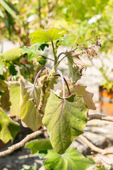 Californian geranium or Senecio Petasitis plant in Saint Gallen in Switzerland 13.6.25