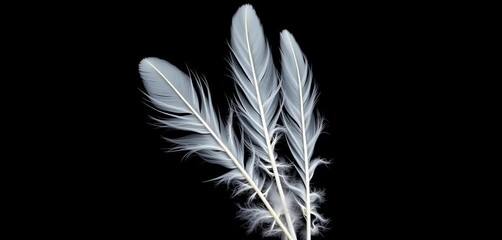 Obraz premium Delicate white feathers, individually isolated against a stark black backdrop, airy, fluffy