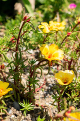 Mexican rose or Portulaca Grandiflora plant in Saint Gallen in Switzerland 13.6.25