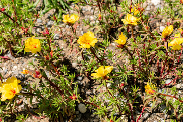 Obraz premium Mexican rose or Portulaca Grandiflora plant in Saint Gallen in Switzerland 13.6.25