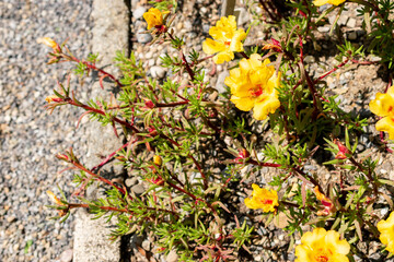 Mexican rose or Portulaca Grandiflora plant in Saint Gallen in Switzerland 13.6.25