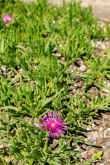 Pink carpet or Delosperma Cooperi plant in Saint Gallen in Switzerland 13.6.25