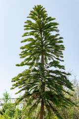 Wollemia Nobilis plant in Saint Gallen in Switzerland 13.6.25