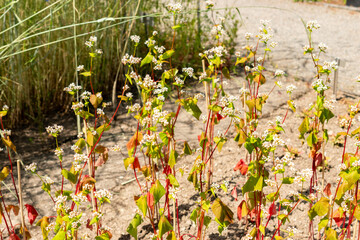 Buckwheat or Fagopyrum Esculentum plant in Saint Gallen in Switzerland 13.6.25