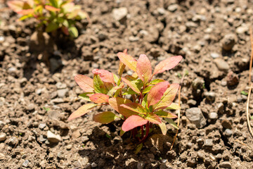 Tassel flower or Amaranthus Caudatus plant in Saint Gallen in Switzerland 13.6.25
