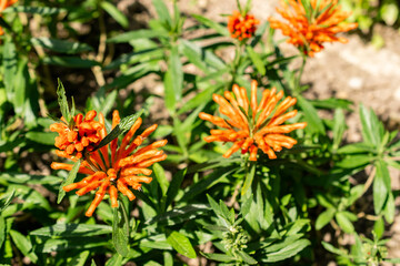 Lions tail or Leonotis Leonurus plant in Saint Gallen in Switzerland 13.6.25
