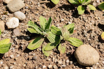Helichrysum Aureum plant in Saint Gallen in Switzerland 13.6.25