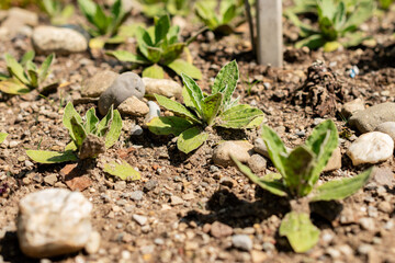 Helichrysum Aureum plant in Saint Gallen in Switzerland 13.6.25