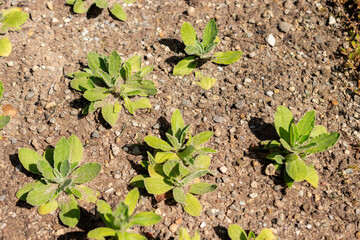 Helichrysum Aureum plant in Saint Gallen in Switzerland 13.6.25