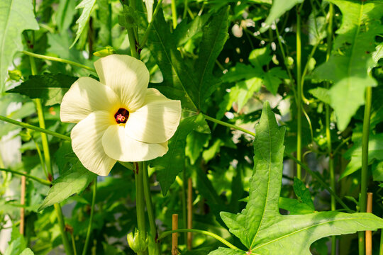 Aibika or Abelmoschus Manihot Okra plant in Saint Gallen in Switzerland 13.6.25