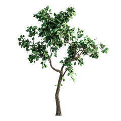 Obraz premium tree isolated on white background