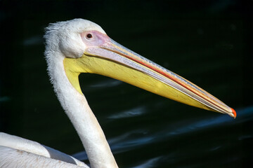 A majestic white pelican with a vibrant orange and yellow beak stands gracefully near dark water, showcasing its elegant neck and feathers.
