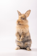 A healthy lovely baby brown bunny easter rabbit stand up on two legs on white background. Cute fluffy rabbit on white background Lovely mammal with beautiful bright eyes in nature life.Animal concept.