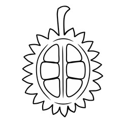 Line illustration of a durian