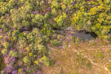 Green and pink trees near a small body of water. Chapada dos Veadeiros park. Goiás, Brazil.