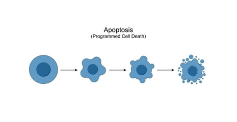 Apoptosis. Programmed cell death. Aging process in cells. Stages of apoptosis, normal cell, shrinkage, membrane blebbing, cell breaks into apoptotic bodies and phagocytosis. Vector illustration.