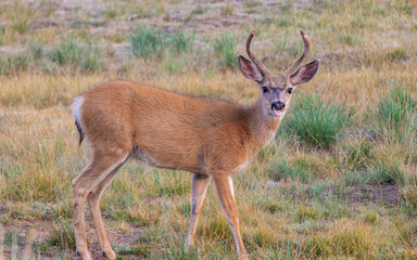 Mule Deer Buck Eating Grass at Tuolumne Meadows in Yosemite National Park.