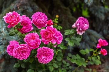 Obraz premium Blooming pink roses in summer garden